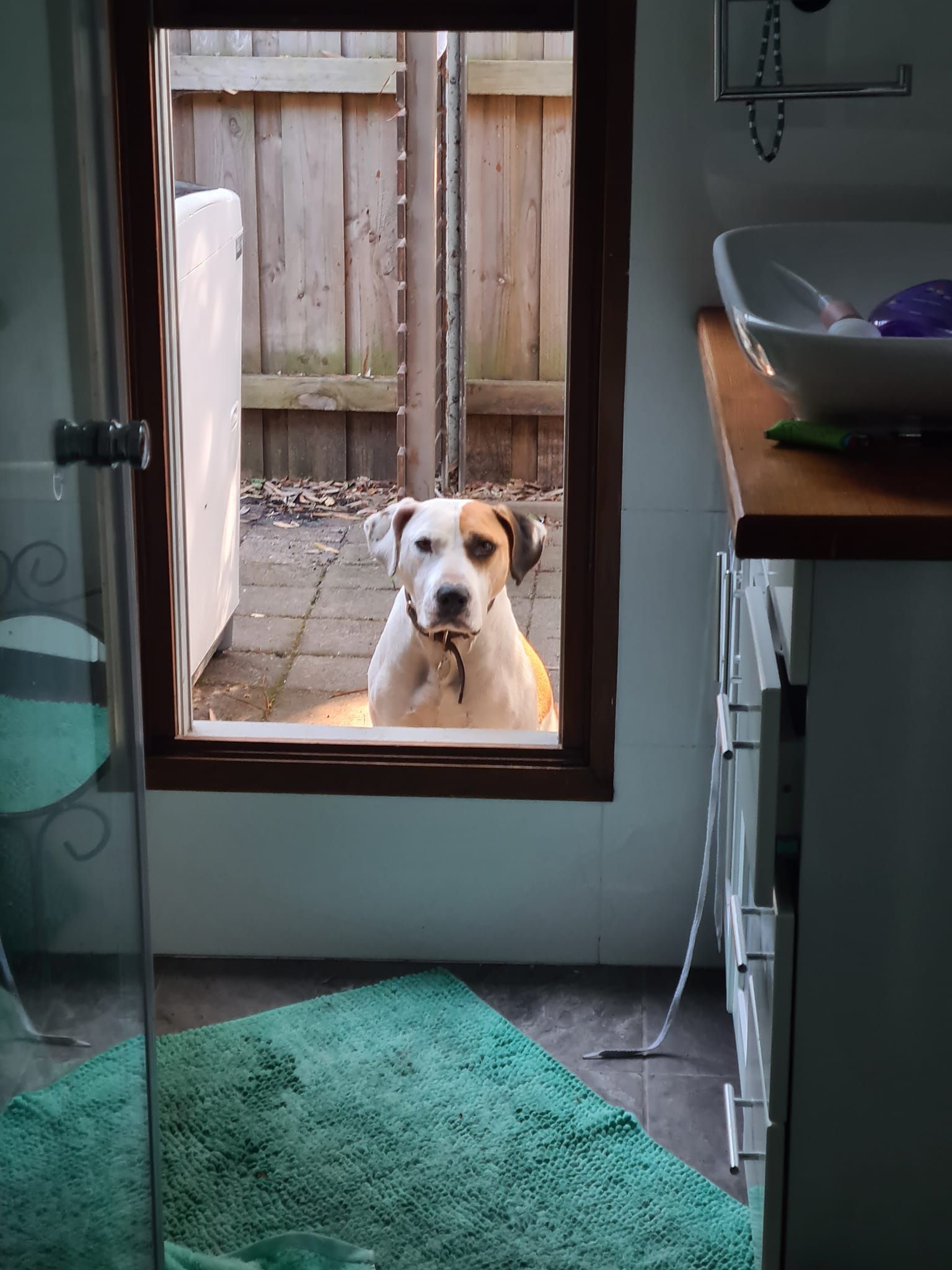 Dog Looking Through a Window — Amanda's Professional K9 Training In Forster, NSW