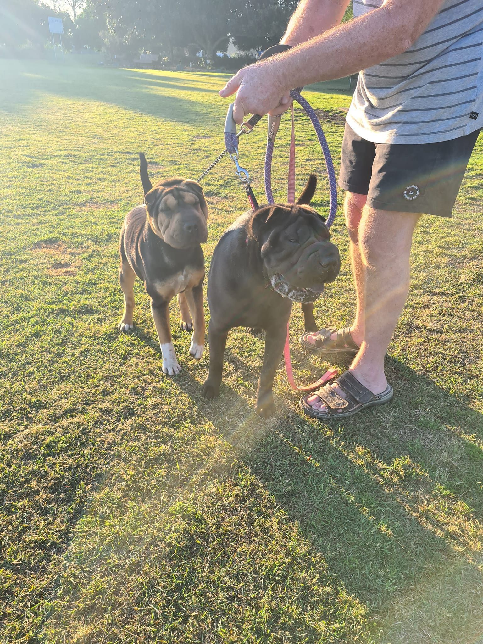 Two Dogs on Leashes With a Person in a Grassy Area — Amanda's Professional K9 Training In Forster, NSW
