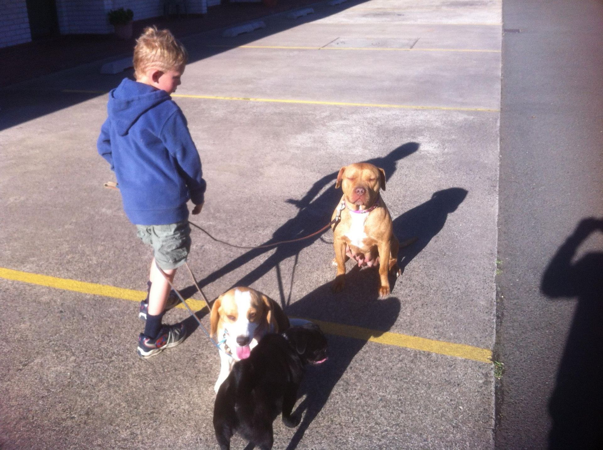 Boy Walking Two Dogs on a Paved Area — Amanda's Professional K9 Training In Forster, NSW