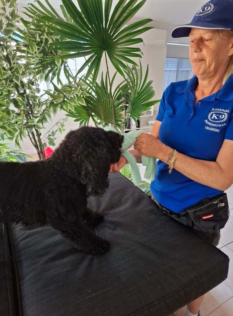 Woman in blue shirt drying a black dog — Amanda's Professional K9 Training In Forster, NSW