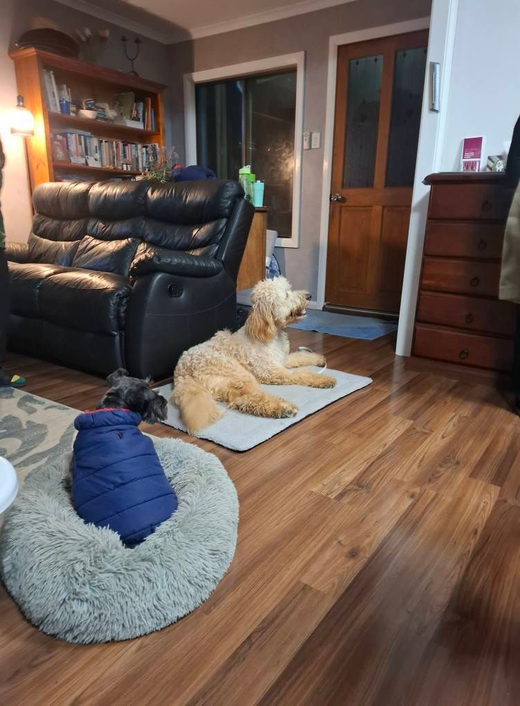A fluffy golden dog rests on a mat in a living room, looking towards a door — Amanda's Professional K9 Training In Forster, NSW