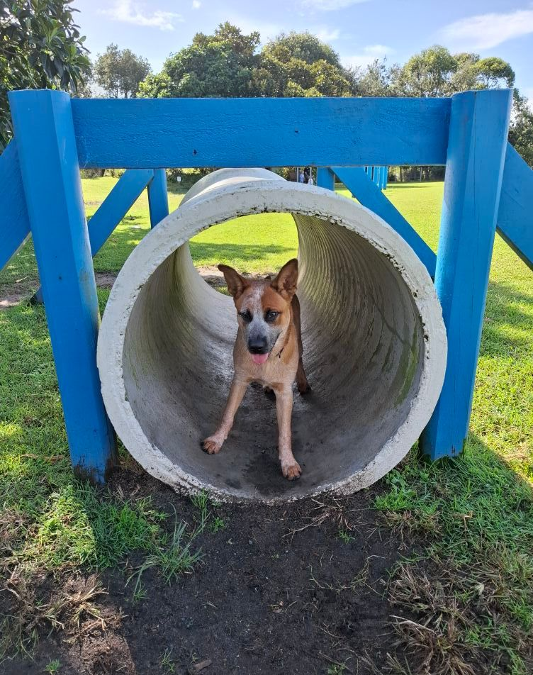 Dog inside a concrete tunnel at a park, framed by blue supports — Amanda's Professional K9 Training In Forster, NSW