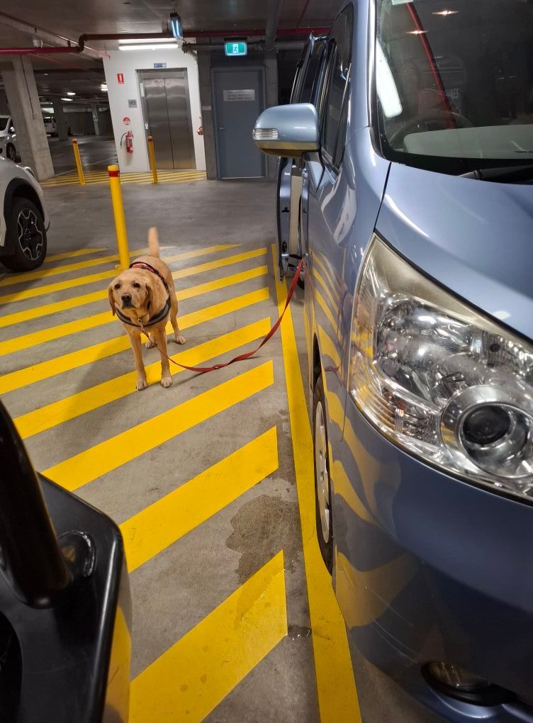 Yellow Labrador on leash in a parking garage — Amanda's Professional K9 Training In Forster, NSW