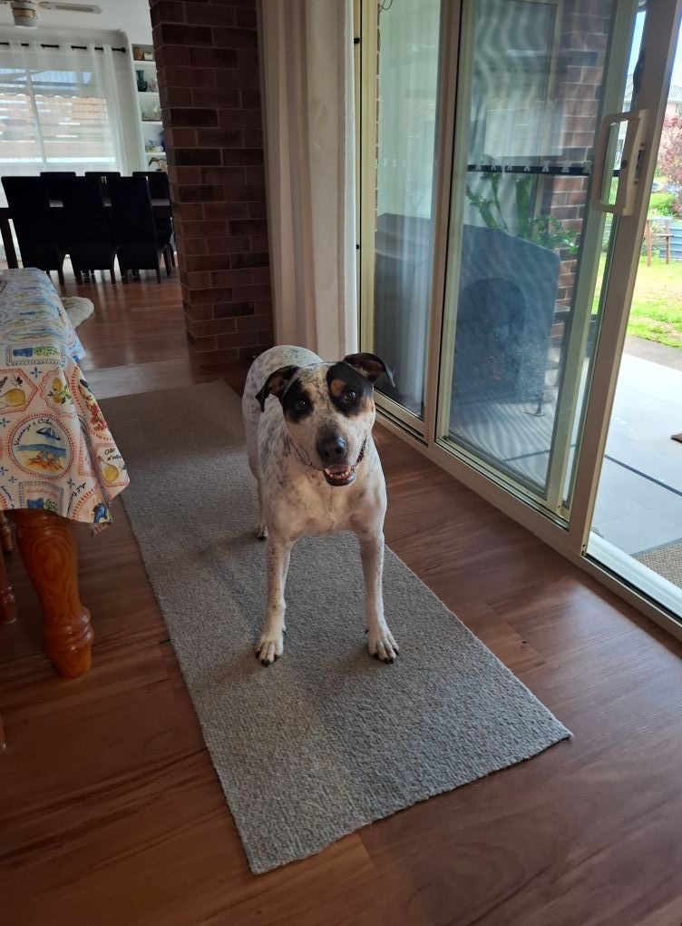 Dog With Black and White Markings Stands on a Grey Rug — Amanda's Professional K9 Training In Forster, NSW