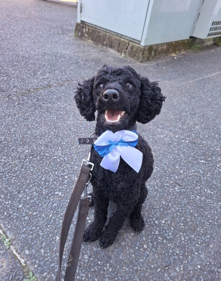 Black poodle wearing a blue bow, sitting on pavement with a leash, smiling — Amanda's Professional K9 Training In Forster, NSW