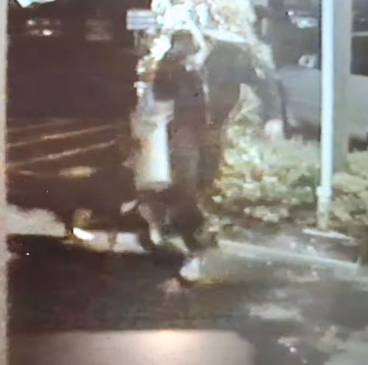 Person carrying white container, walking with dog at night — Amanda's Professional K9 Training In Forster, NSW