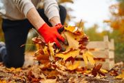 A person in bright red gloves kneels outdoors, gathering a handful of fallen autumn leaves near a wooden crate.