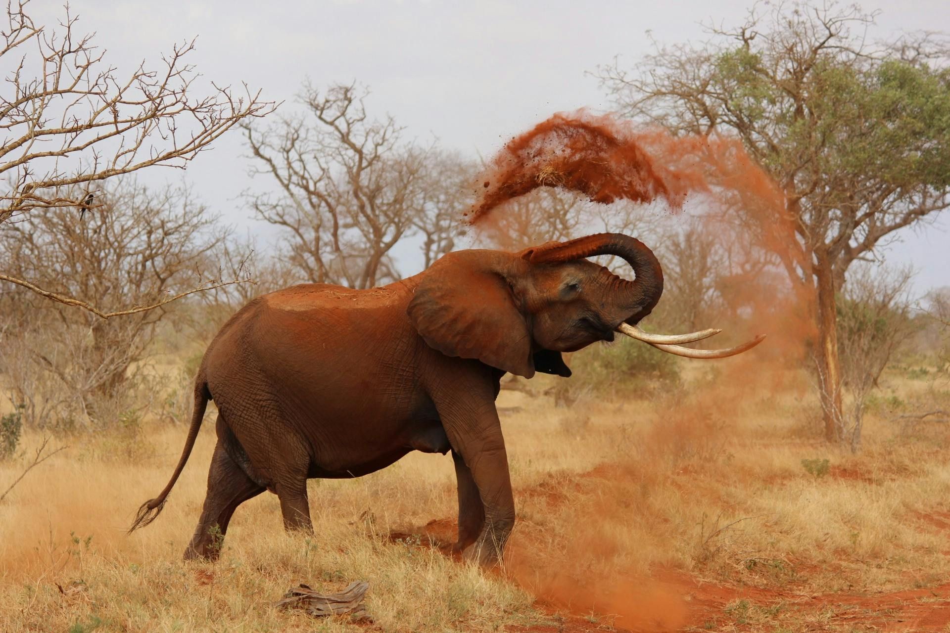 Elephant sprays red dust onto itself in an African savanna setting.