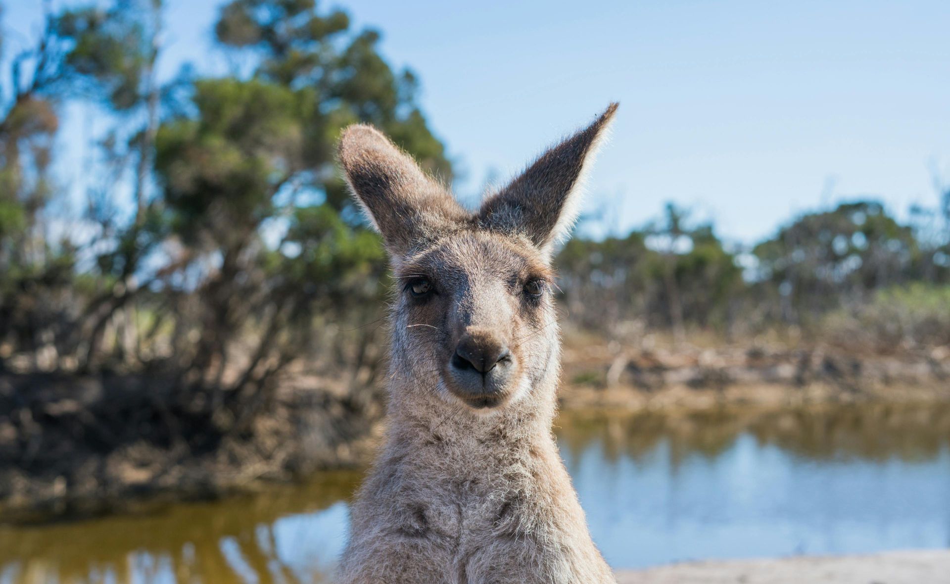 Kangaroo with ears up, looking towards the camera, near a body of water, under a blue sky.