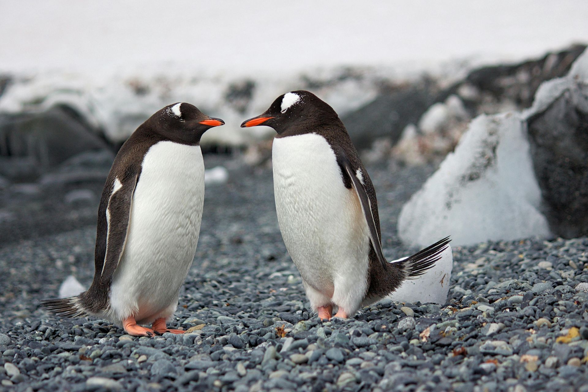 Two Gentoo penguins face each other, on a rocky beach, snowy background.