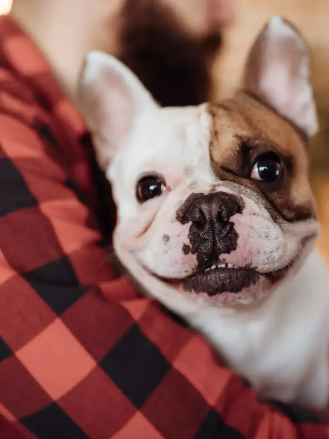 A person is holding a brown and white dog in their arms