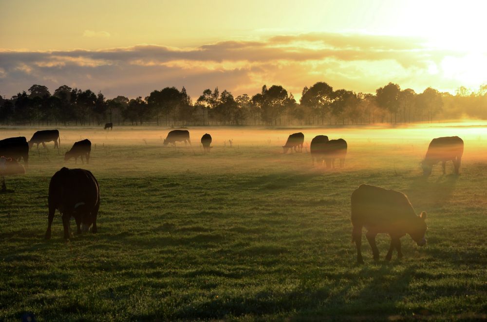 A herd of cows grazing in a field at sunset.