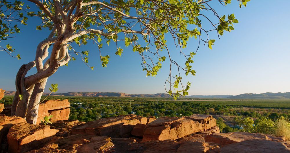 A tree is sitting on top of a rocky hill overlooking a valley.