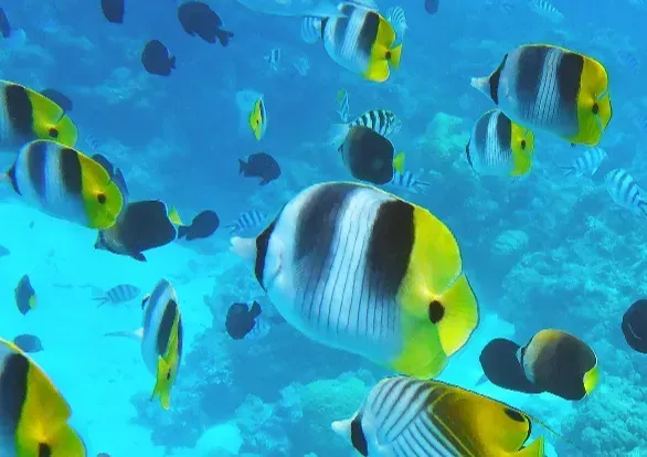 A large group of fish are swimming in the ocean.