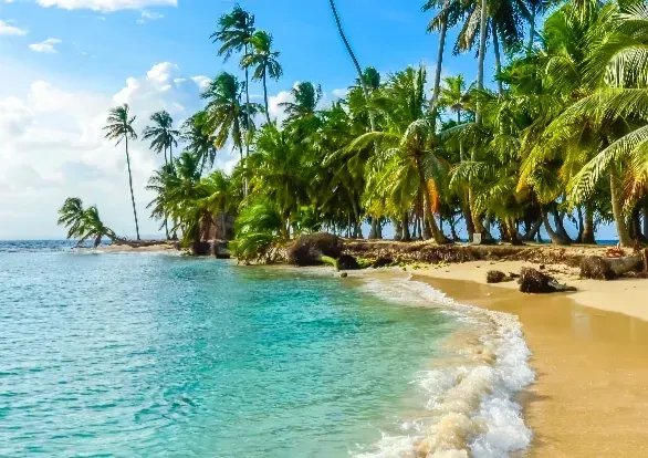 A tropical beach with palm trees and waves coming in