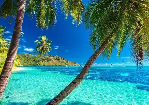A tropical beach with palm trees and turquoise water