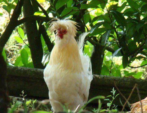 allevamento polli e altri animali