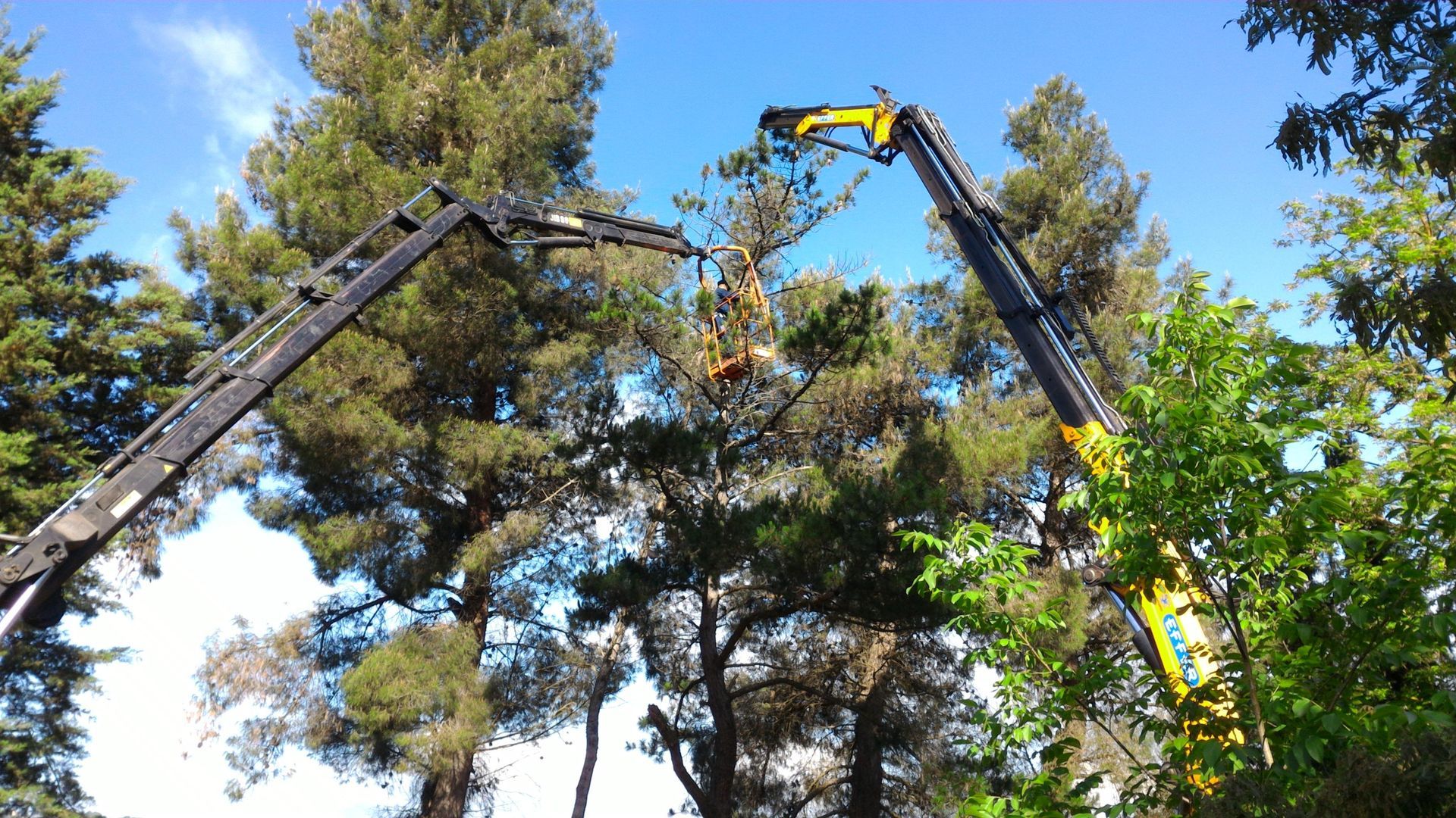 Una gru sta tagliando un albero in una foresta.