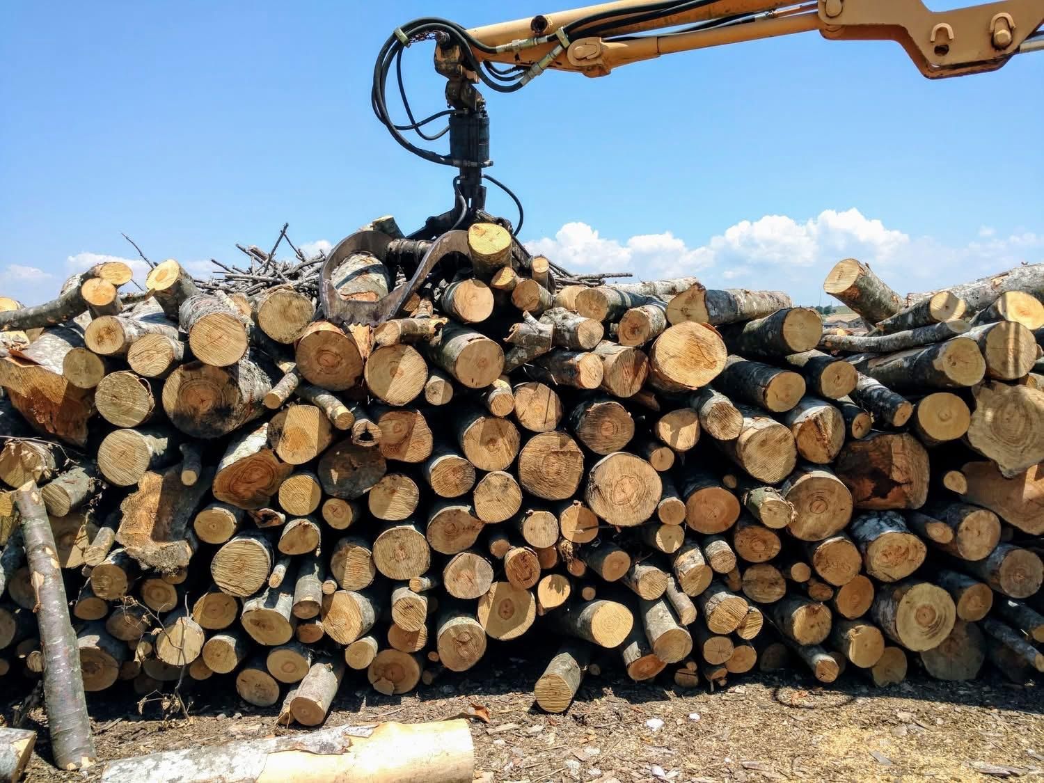 Una pila di tronchi con una gru sullo sfondo