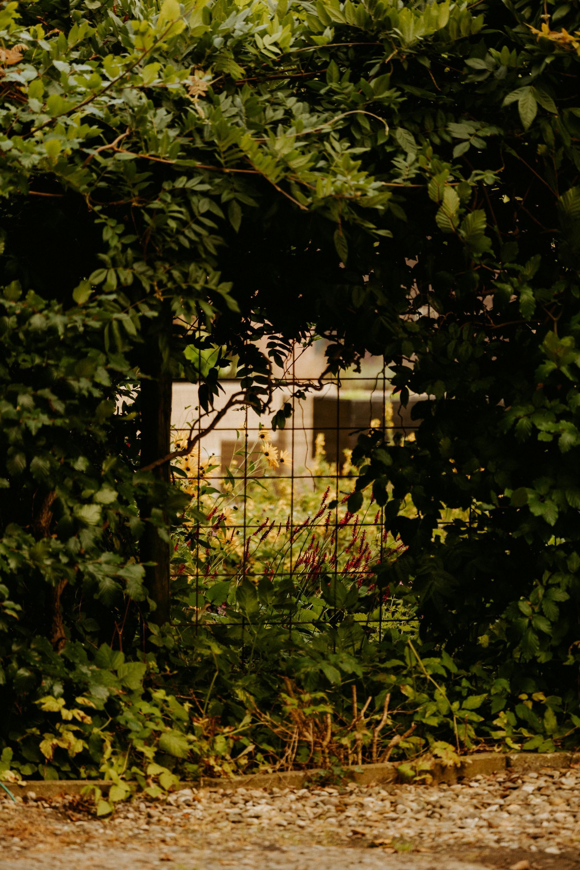 The Garden Betrayal: When Your Inner Circle Sells You Out