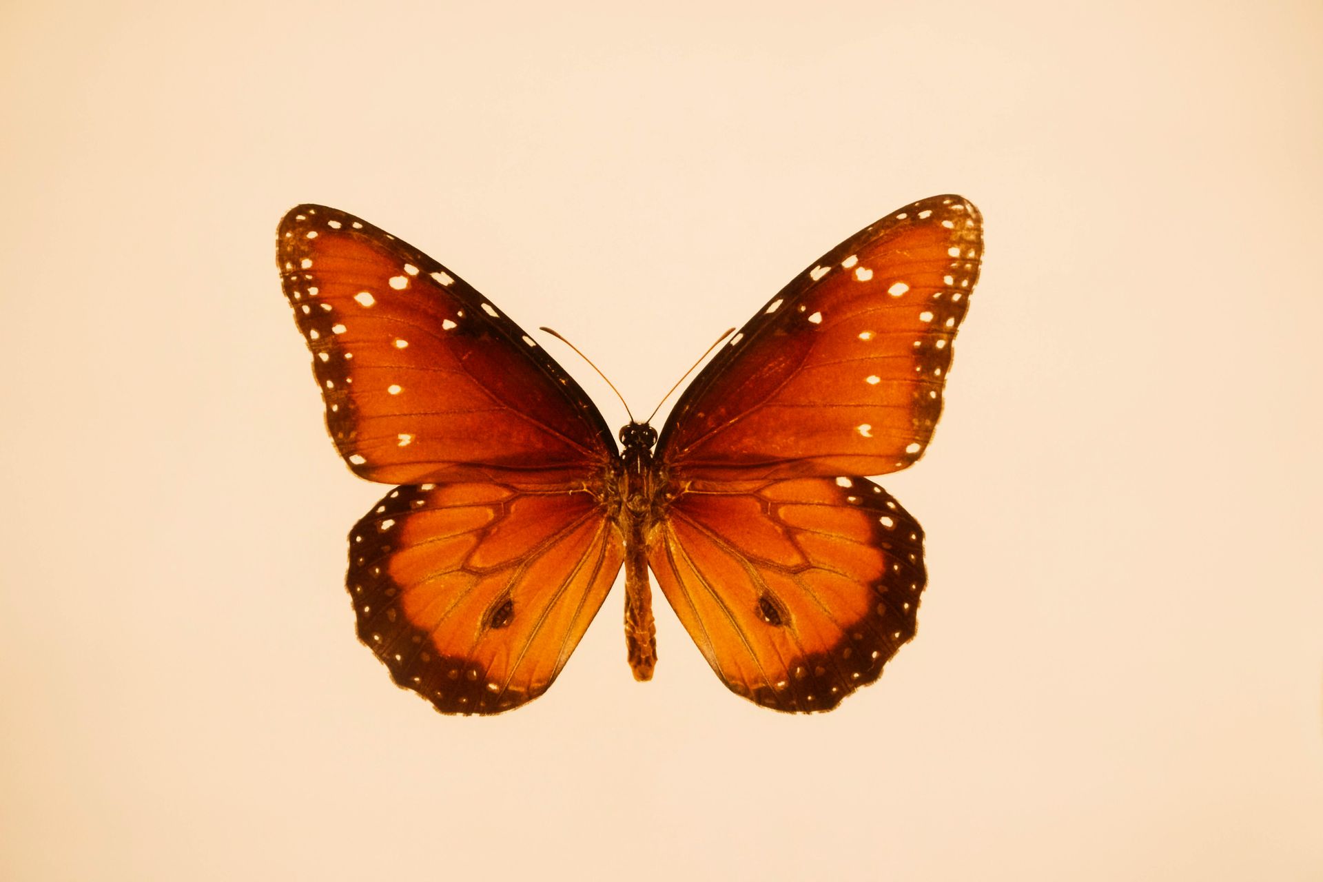 reaching for healthy options,
representing the shift in desires during transformation