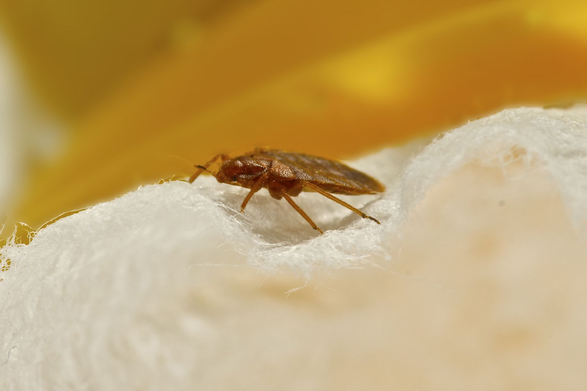 A small brown bug is sitting on top of a white cloth.