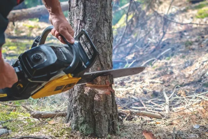 Chainsaw cutting through a tree trunk outdoors, with wood chips flying.