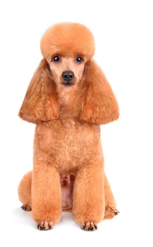 Red poodle sitting, trimmed fur, focused gaze, white background.