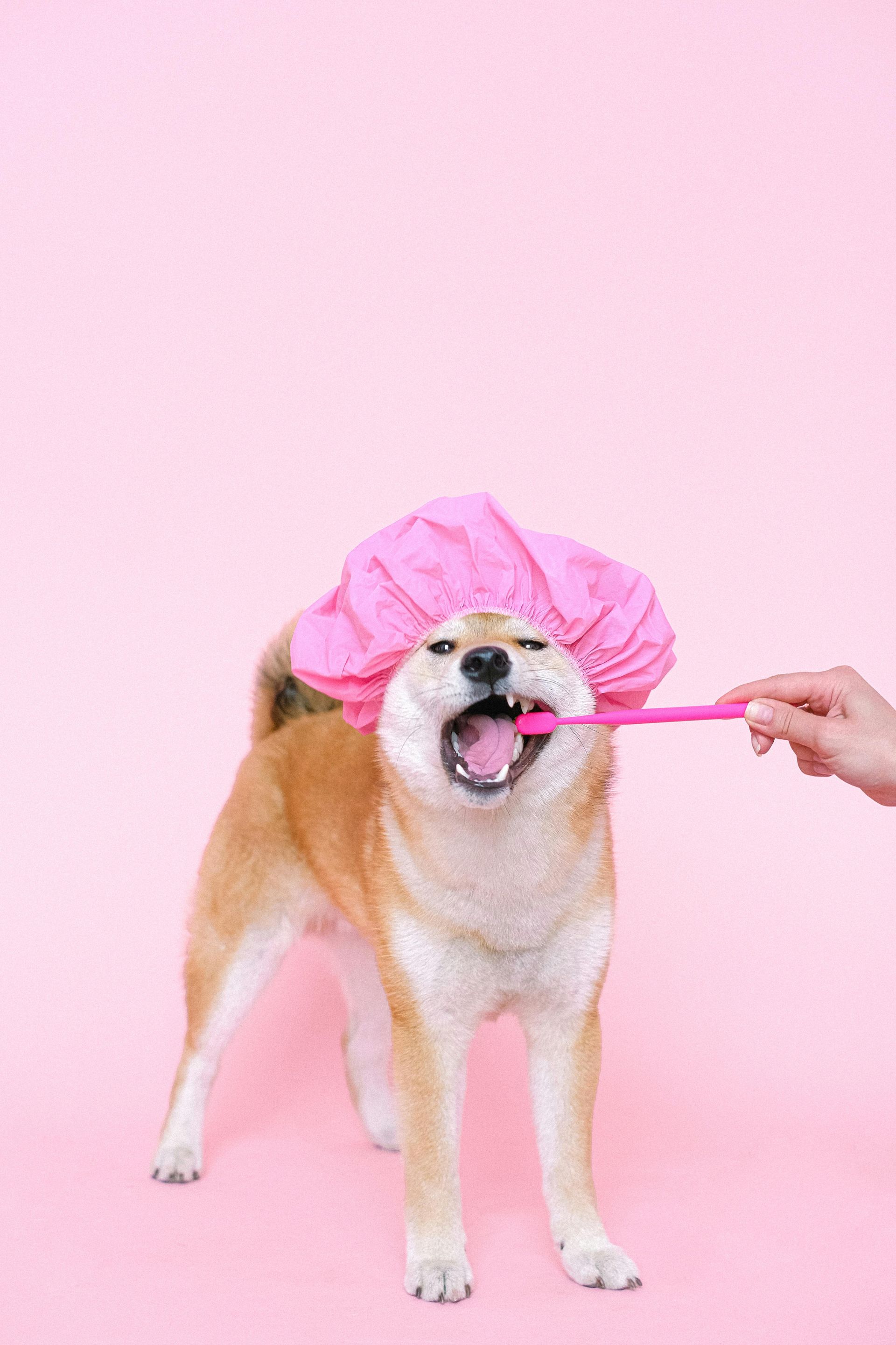 Shiba Inu dog wearing a pink shower cap, having its teeth brushed with a pink toothbrush against a pink background.