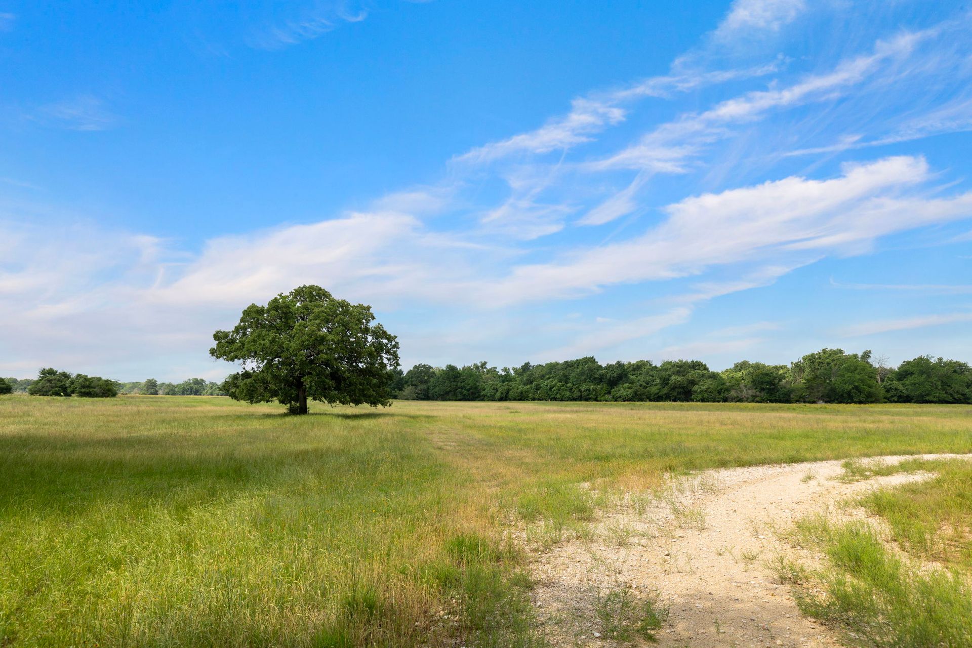 There is a tree in the middle of a grassy field.