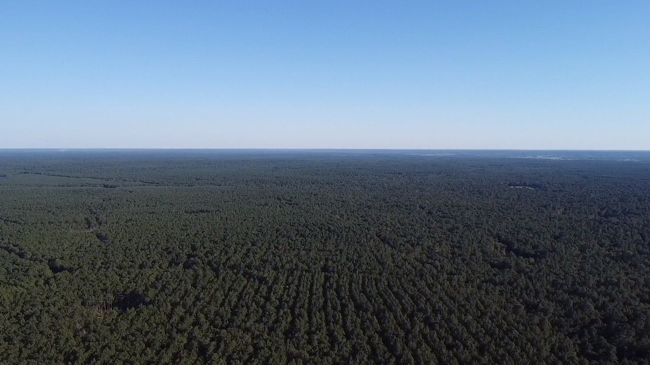 An aerial view of a lush green forest with a blue sky in the background.