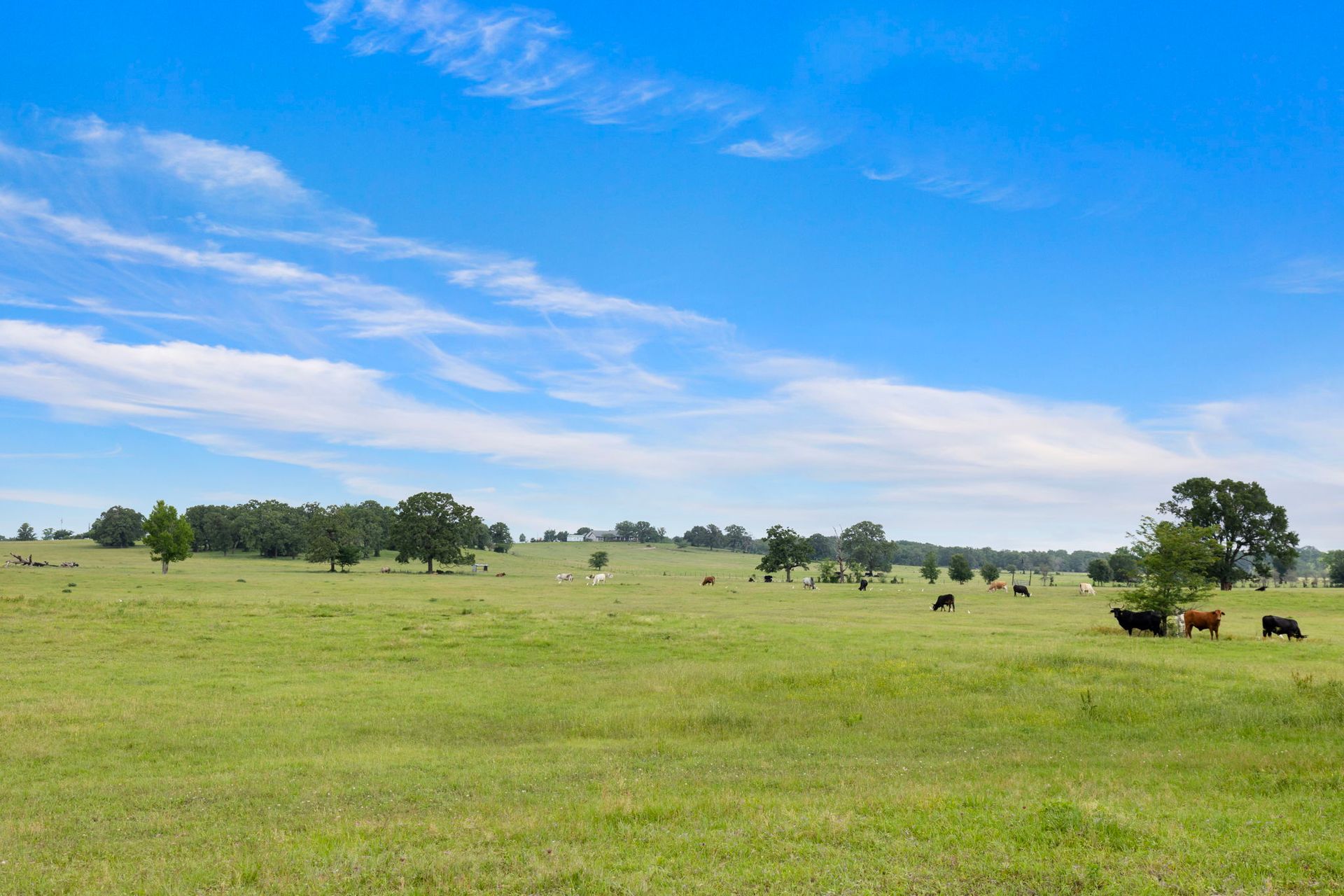 A herd of cows are grazing in a grassy field.