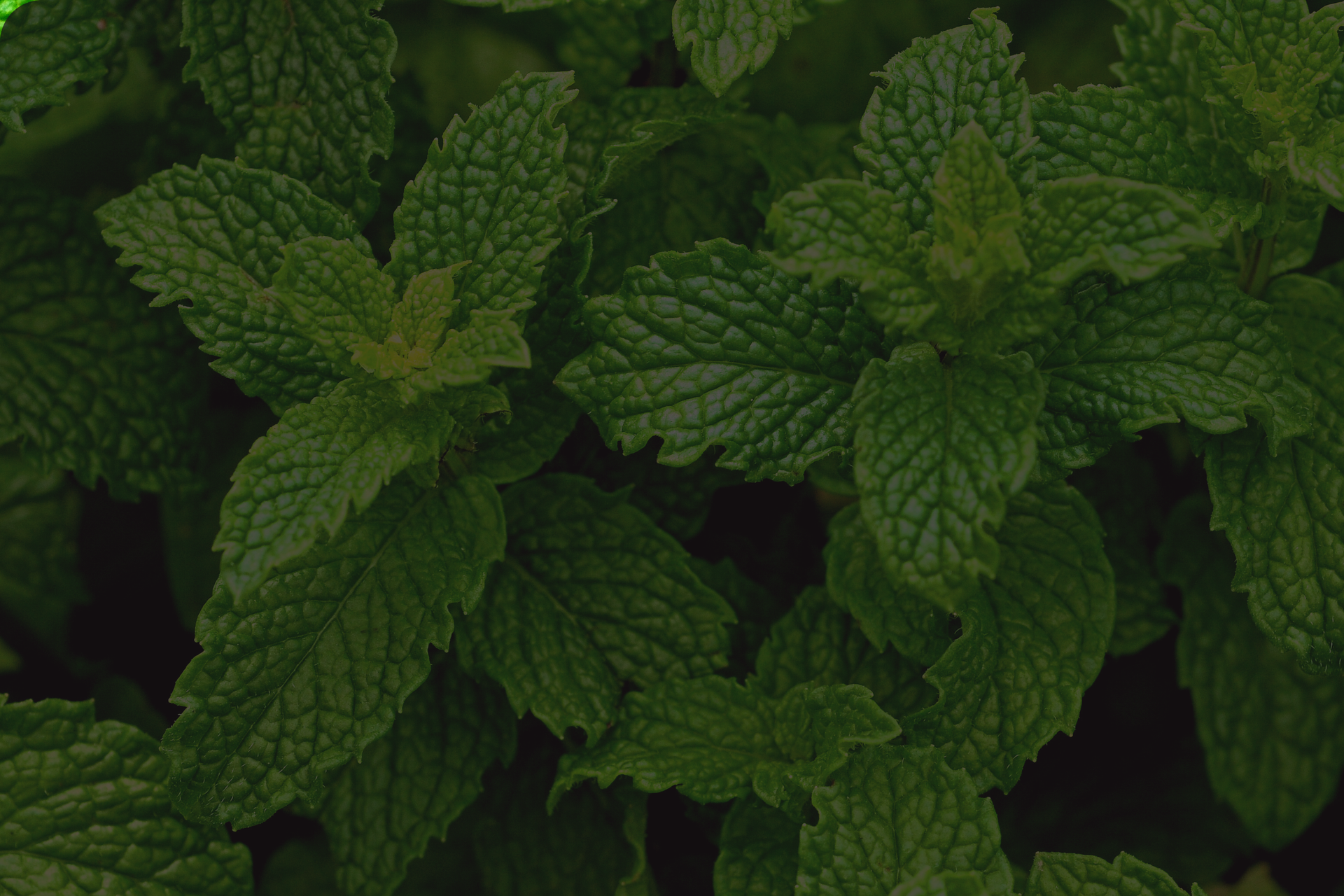 DECADENT CREAMY BODY LOTION