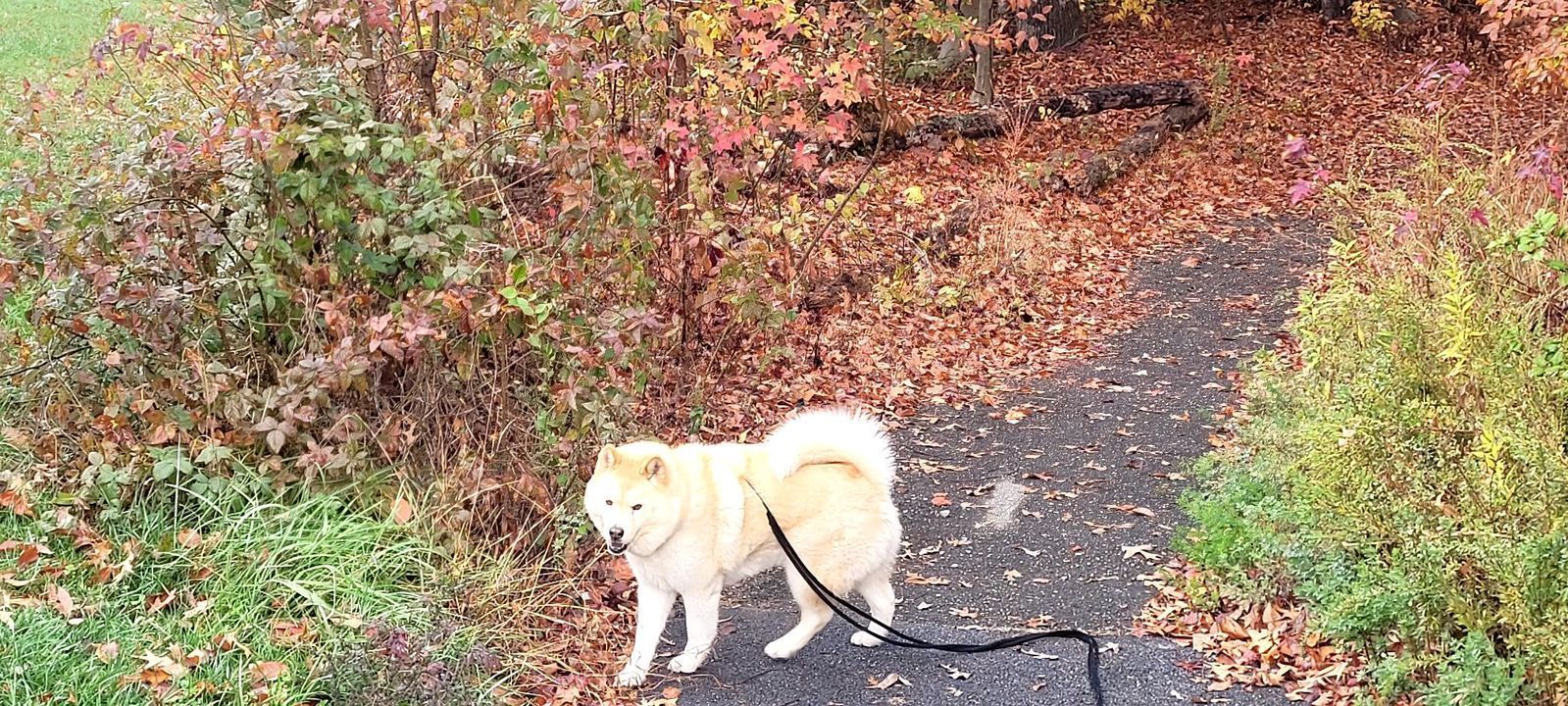 A dog on a leash is walking down a path covered in leaves.