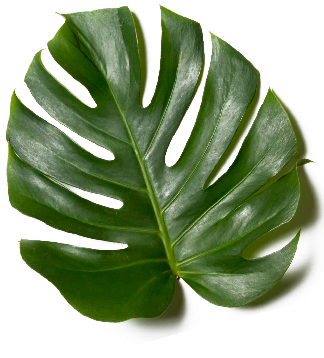 Hoja de Monstera verde con agujeros grandes e irregulares, sobre fondo blanco.