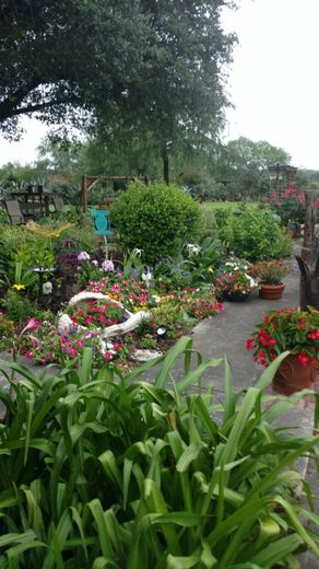 A garden filled with lots of plants and flowers on a rainy day.