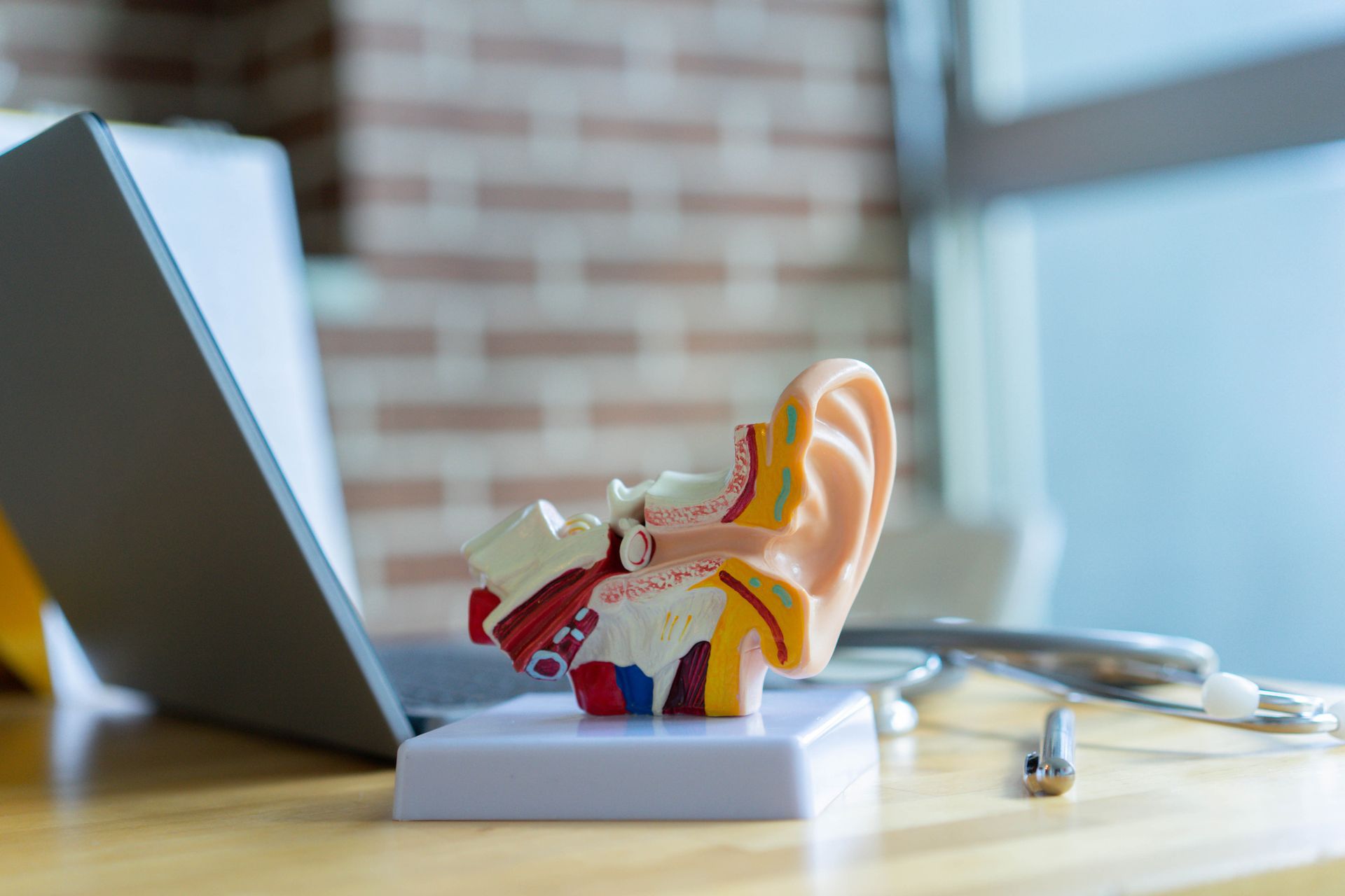 Close-up human ear anatomy on table in clinic. Close-up human ear anatomy on table in clinic.