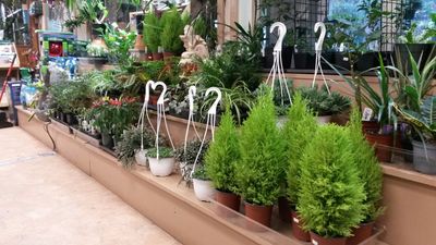 pineloft landscape and garden center