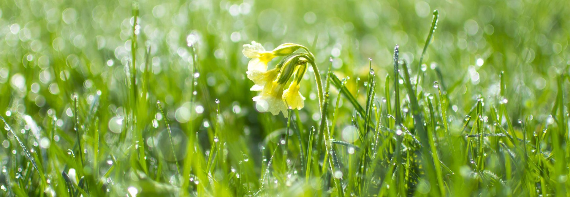 Warum gerade der Frühling für Menschen mit Depressionen besonders herausfordernd sein kann.