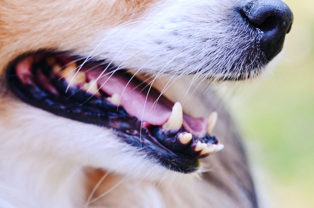 Closeup of a Dog's Mouth. File a Dog Bite Claim in Missouri With Duckworth Injury Law.