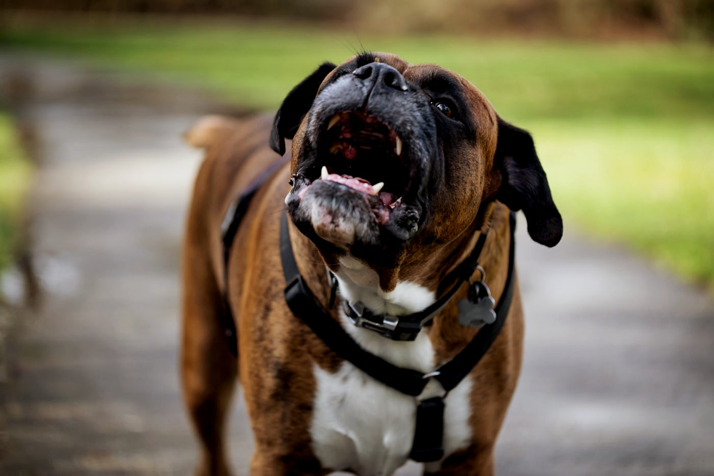 Brown and white Boxer dog barking on a paved path, green foliage in the background.