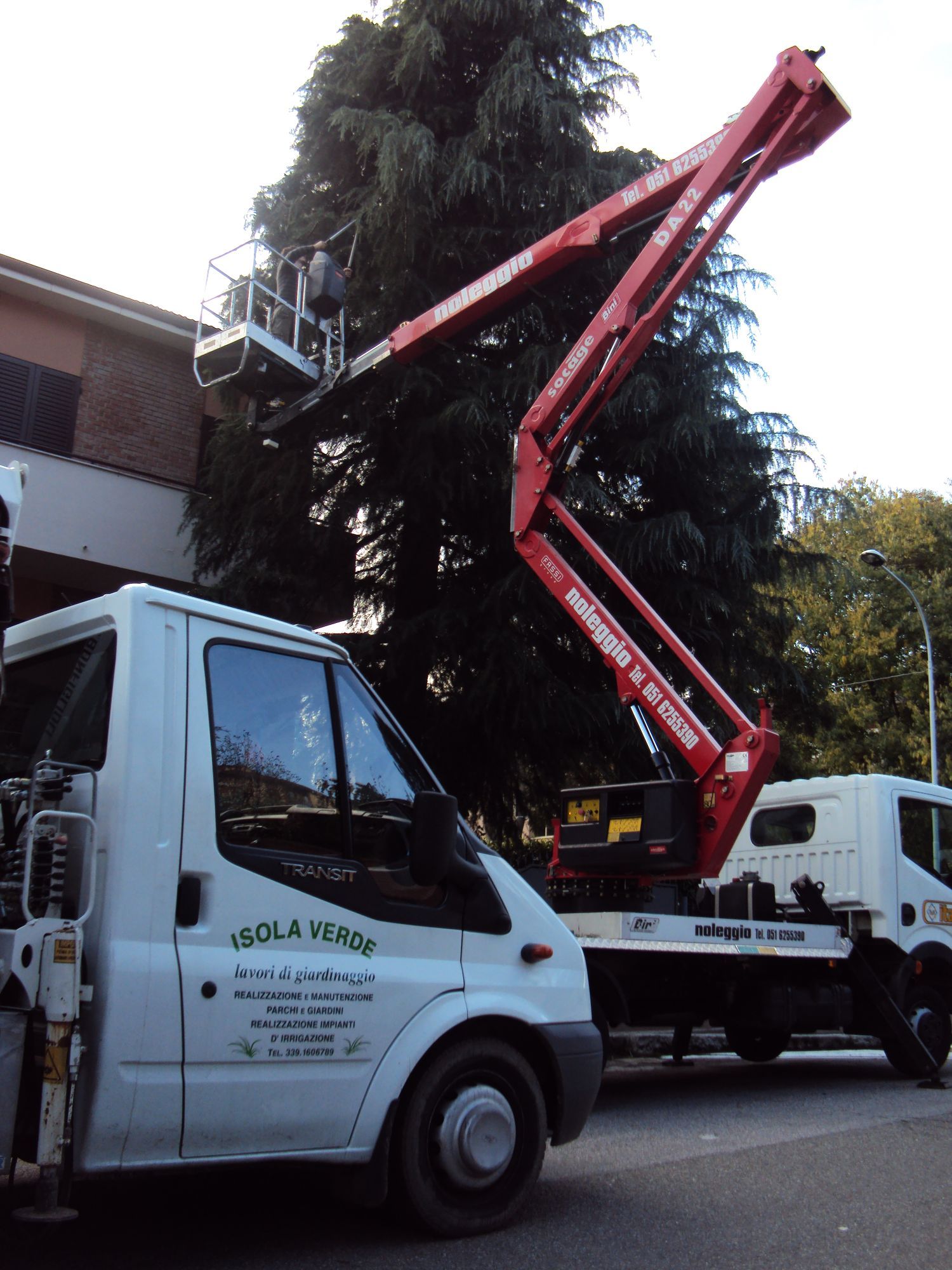 taglio rami alberi alto fusto