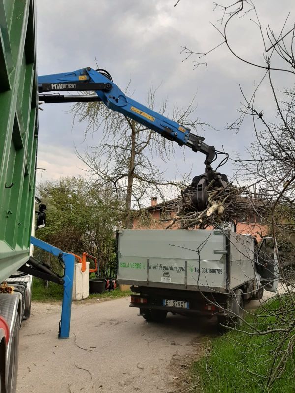 tree climbing con mezzi speciali