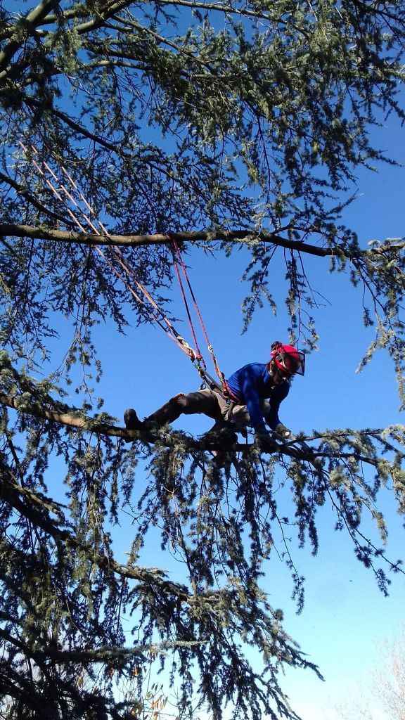 lavori di tree climbing