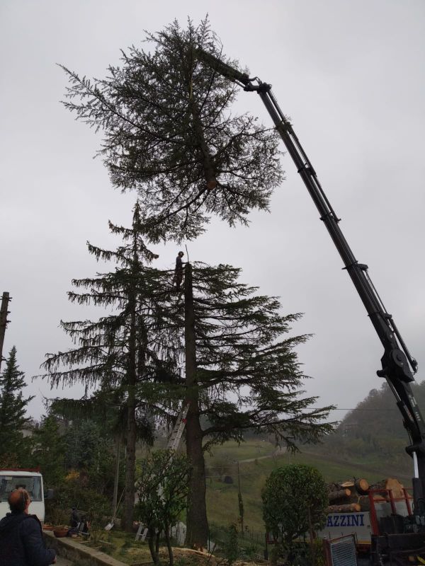 tree climbing per potatura alberi ad alto fusto