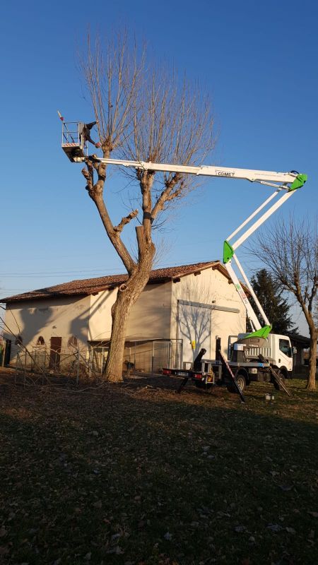 tree climbing per potatura alberi