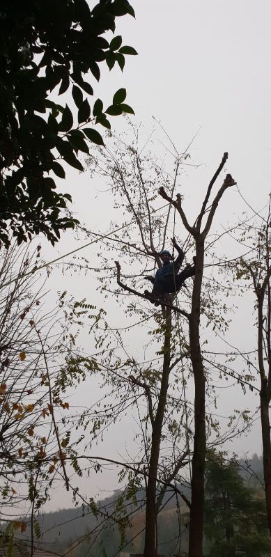 potatura alberi con tree climbing