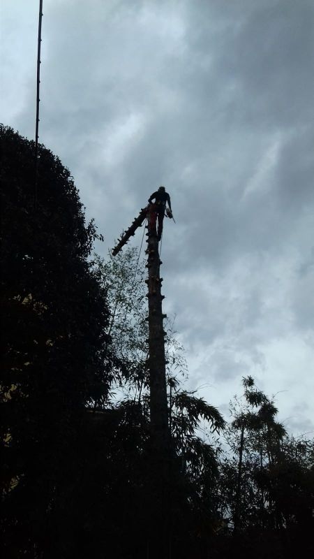 potatura e abbattimento alberi alto fusto