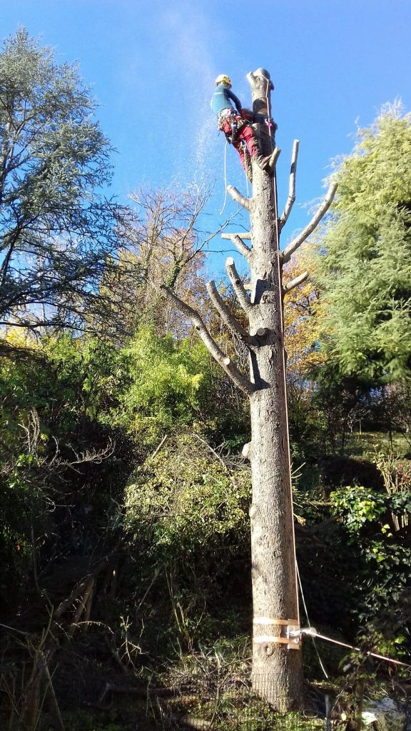 potatura alberi alto fusto