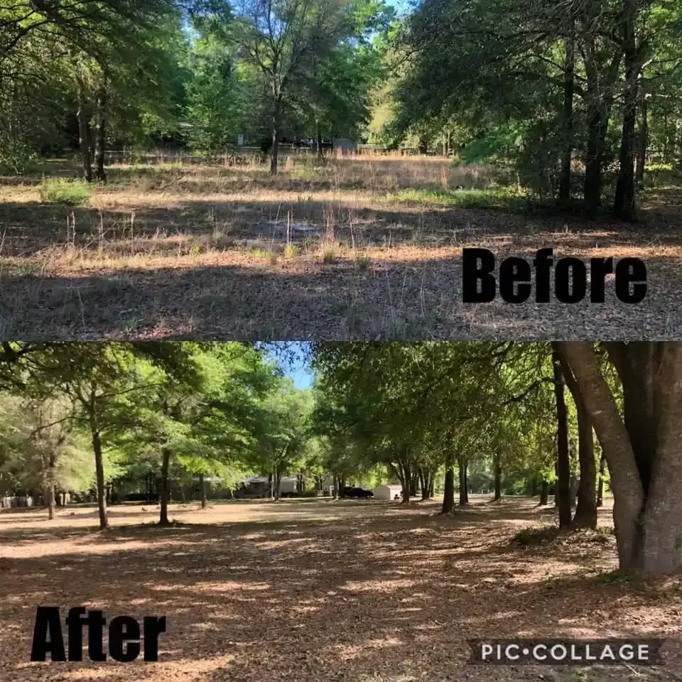 A before and after picture of a lush green forest